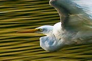 Intermediate Egret (Ardea intermedia)